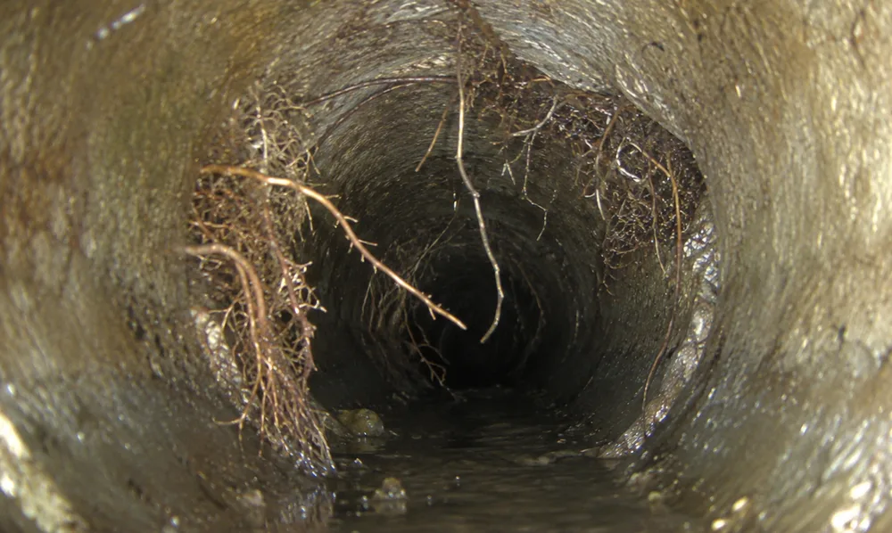 In-pipe camera view of tree roots growing through a pipe joint and hanging into the sewer line